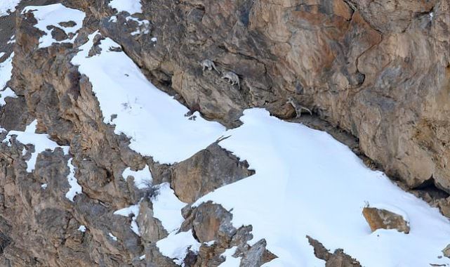 Can YOU spot the snow leopards as they blend into their surroundings ...